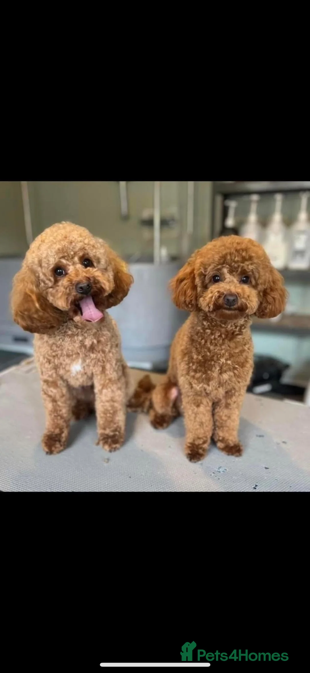 Toy Poodle dogs for stud: Kc Registered Toy Poodle for Stud in Chesterfield - Advert 1