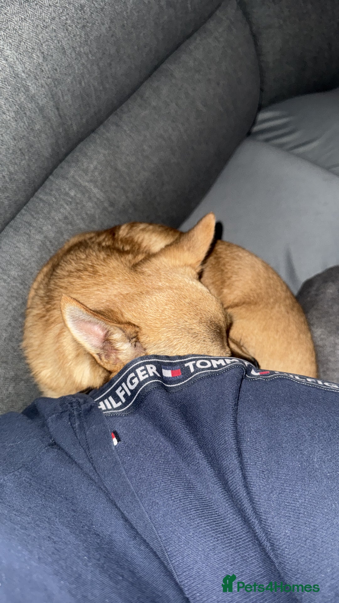 Mixed Breed dogs for sale: Both for rehoming - Advert 5