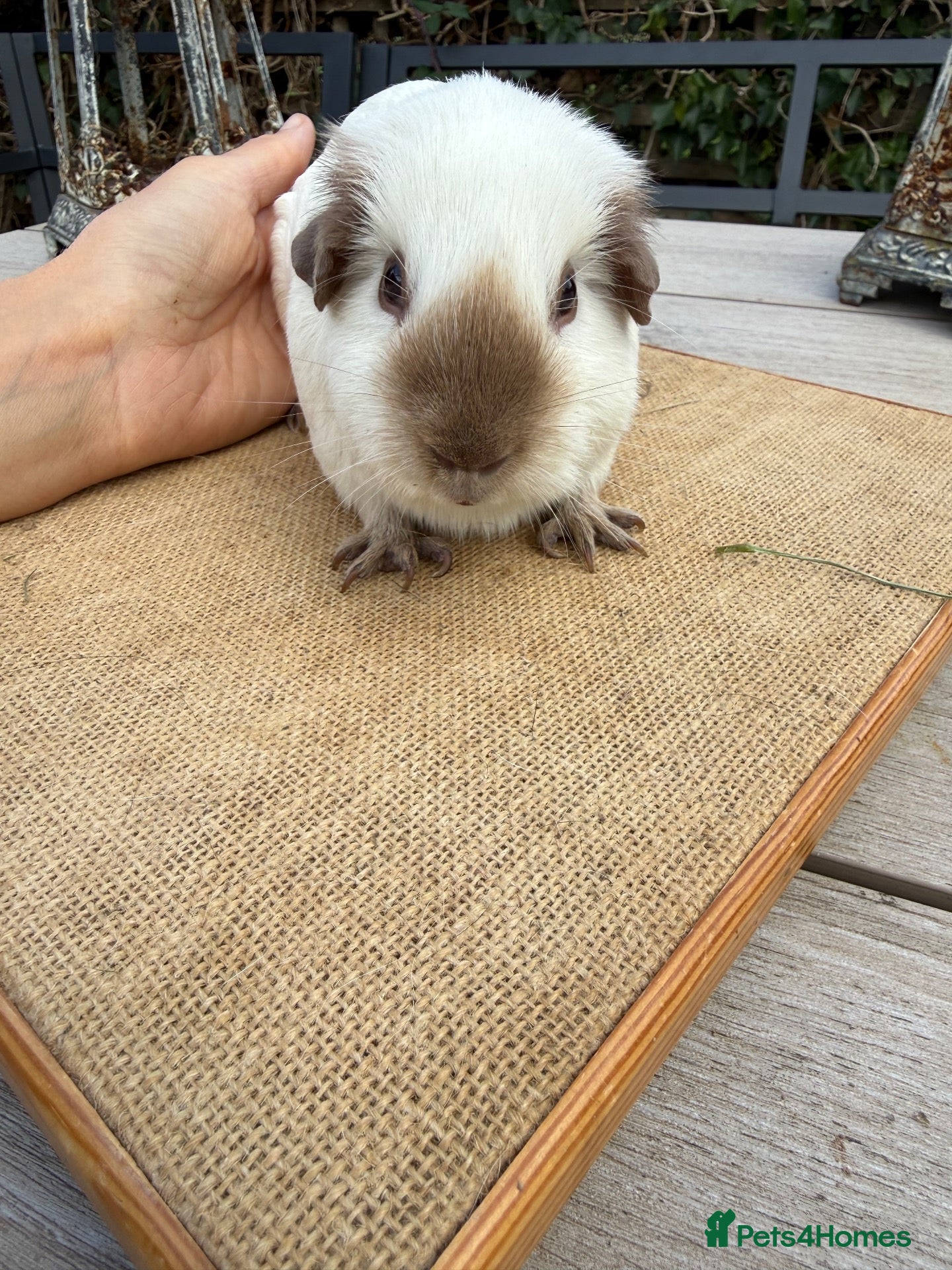 Guinea Pig rodents for sale: Pure bred California & Swiss guineapigs  - Advert 10