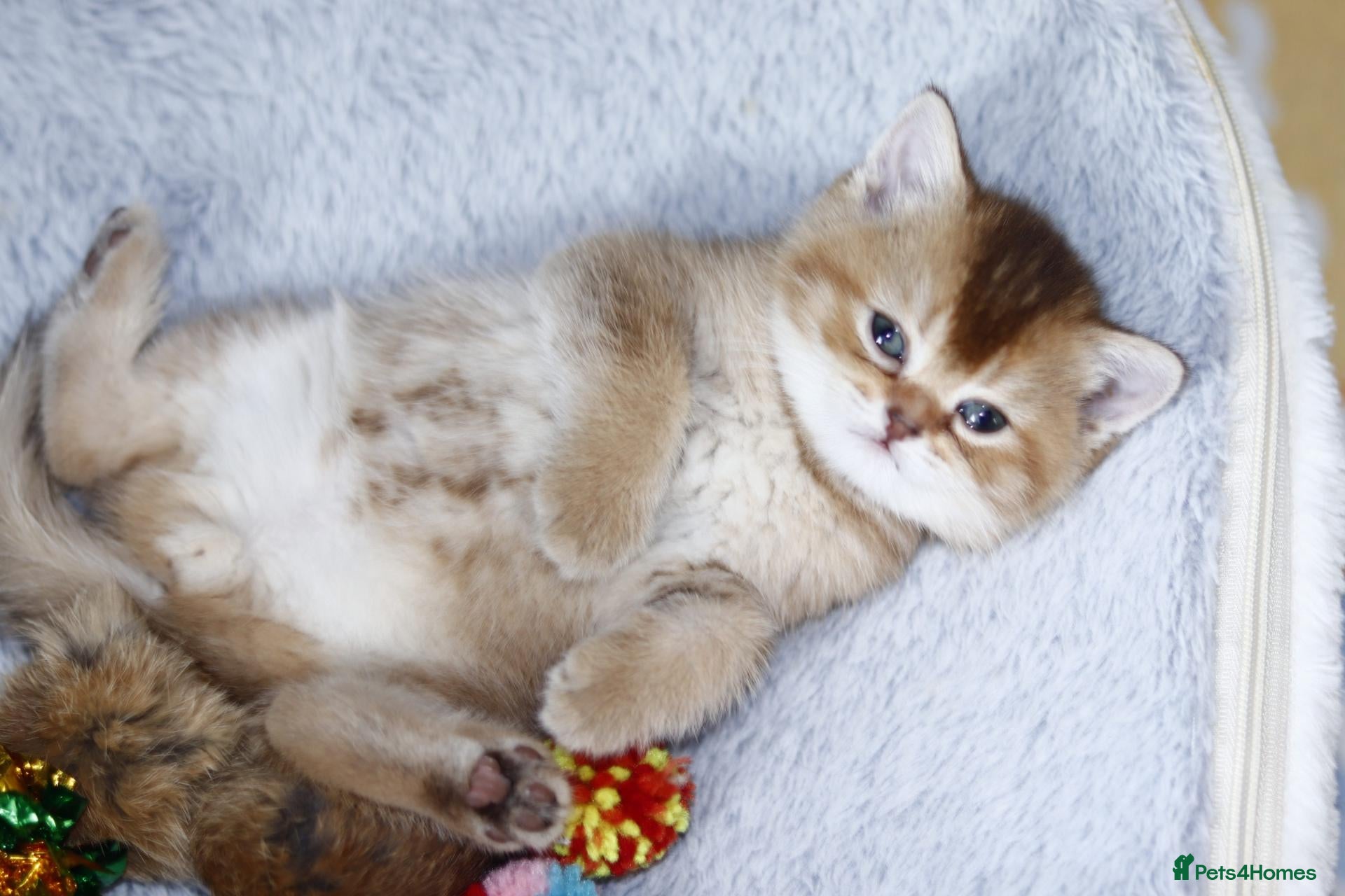 British Shorthair cats Beautiful TICA Kittens -Exceptional Pedigree Lines - Advert 1