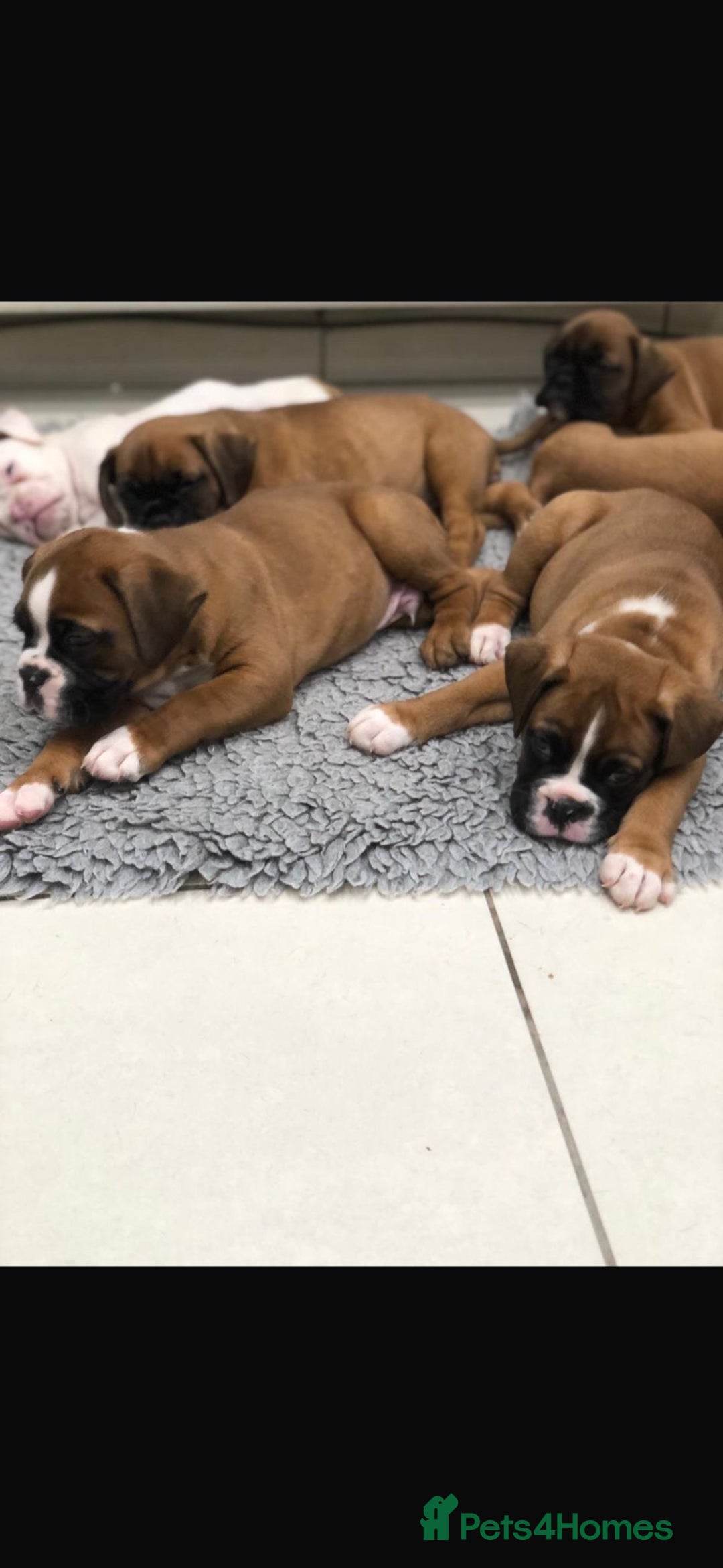 Boxer dogs for sale: Boxer pups  - Advert 9