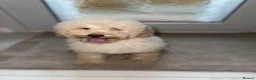 Cavapoo dogs for sale: Cavapoo F1 puppies  - Advert 7
