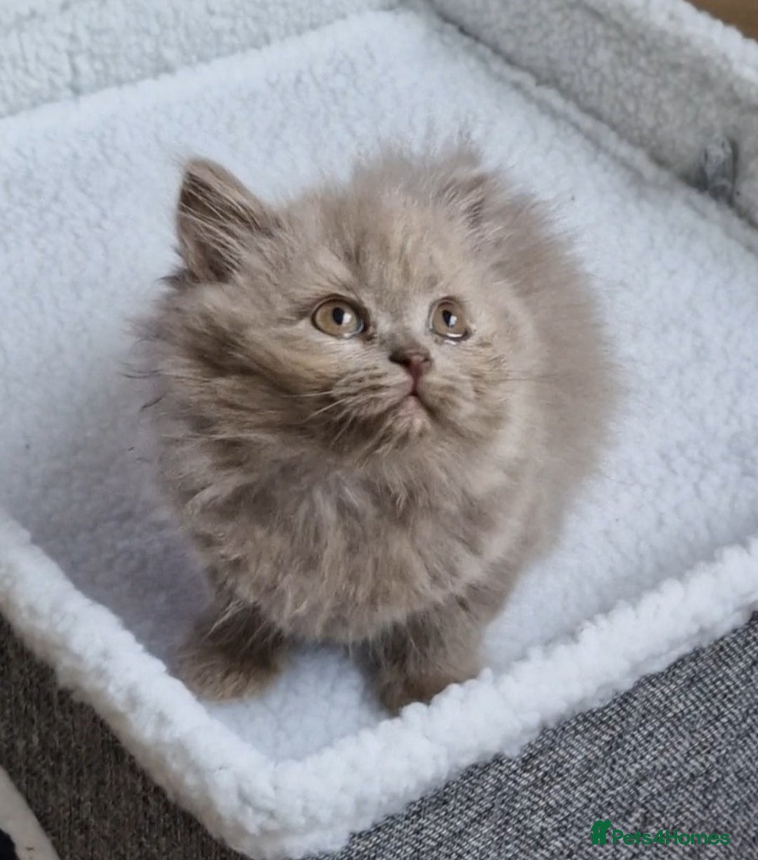 British Longhair cats for sale: Reserved lilac British Longhair boy  - Image 5