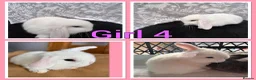 Mini Lop rabbits for sale: Pure Mini Lop babies  - Advert 4