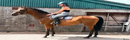 English Thoroughbred horses for sale: Ryder - The coolest boy in camp ❤️ - Advert 3