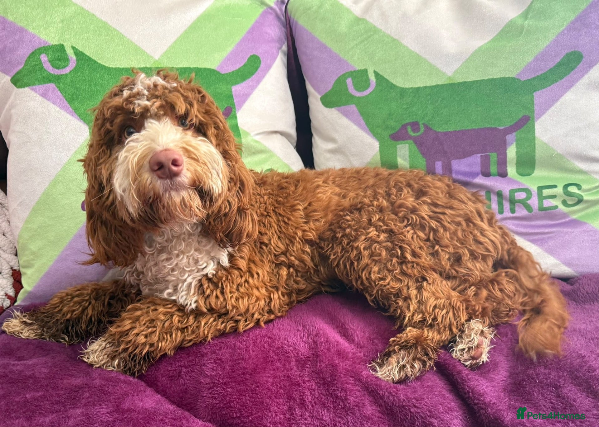 Cockapoo dogs F1 mini cockapoo  🩵30 dna health tested  - Advert 1