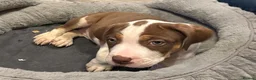 Mixed Breed dogs for sale: American bulldog x Presa canario puppy’s  in Birmingham - Advert 16