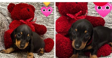 Miniature Dachshund dogs - Advert 2