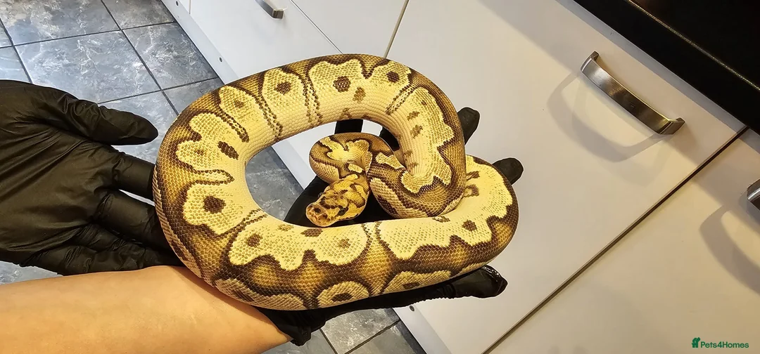 Python Snake reptiles for sale: Royal/ball pythons young to adult - Advert 2