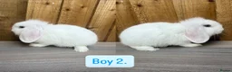 Mini Lop rabbits for sale: Litter of baby mini lops - Advert 2