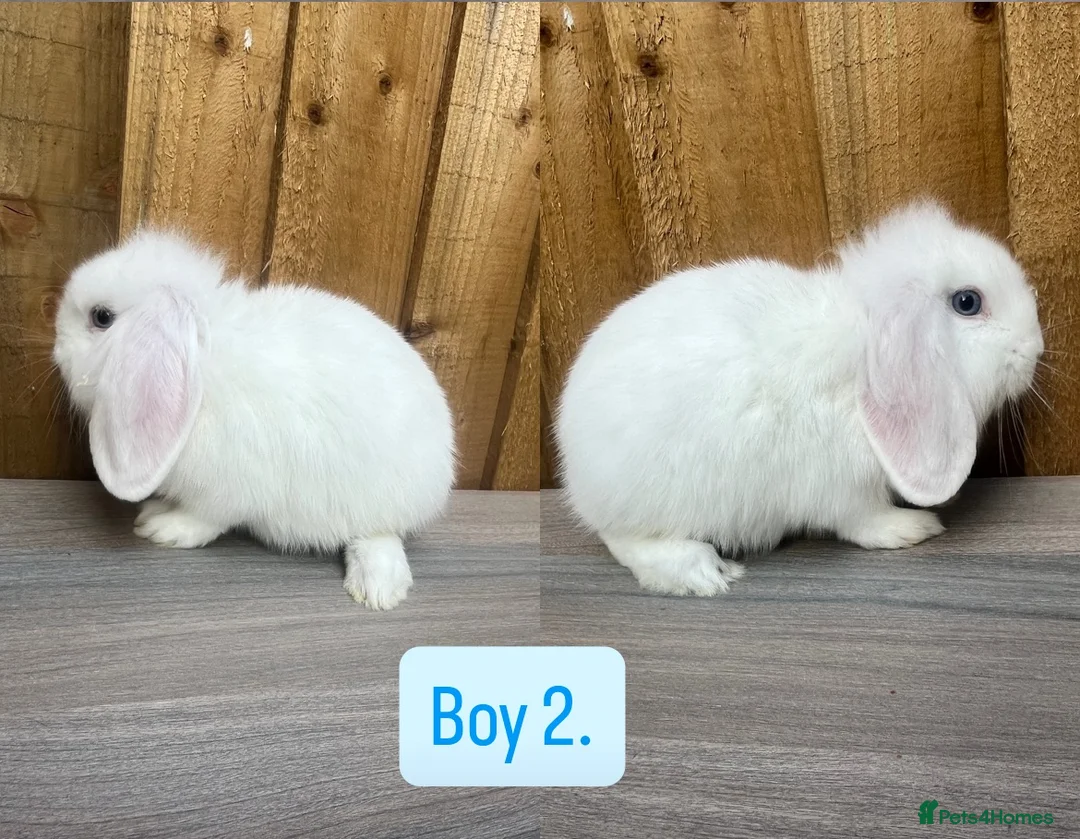 Mini Lop rabbits for sale: Litter of baby mini lops - Advert 2
