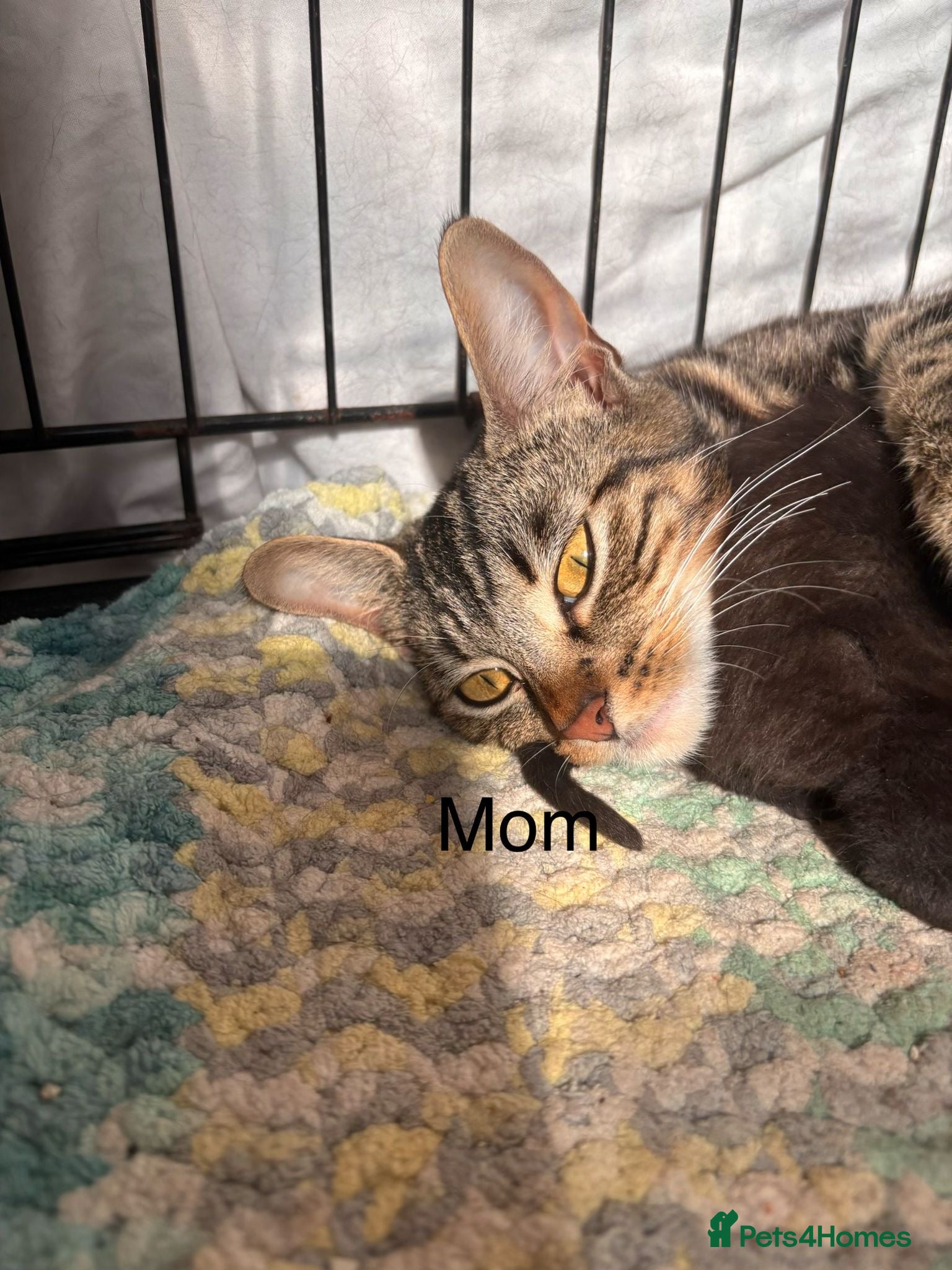 Domestic Shorthair cats 3 girl kittens and 1 boy kitten for sale in Tilbury - Advert 3