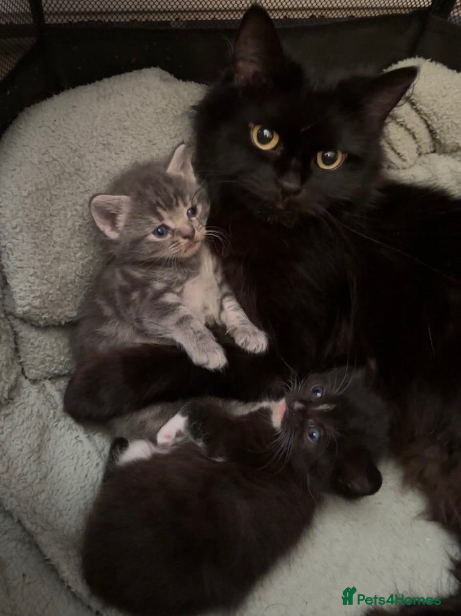 Mixed Breed cats Maine coon X kittens - Advert 1