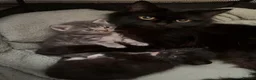 Mixed Breed cats for sale: Maine coon X kittens - Advert 1