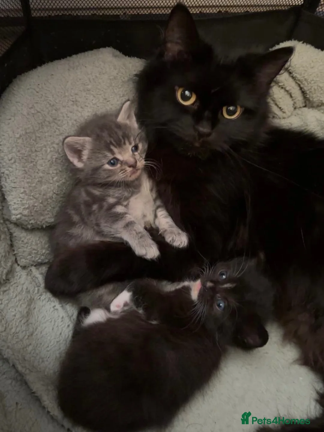 Mixed Breed cats for sale: Maine coon X kittens - Advert 1