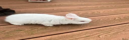 Mixed Breed rabbits for sale: Baby rabbits - Advert 1