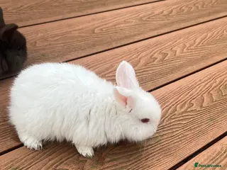 Mixed Breed rabbits Baby rabbits - Advert 11
