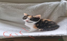 British Longhair cats for sale: 3 female bsh cross  - Image 3