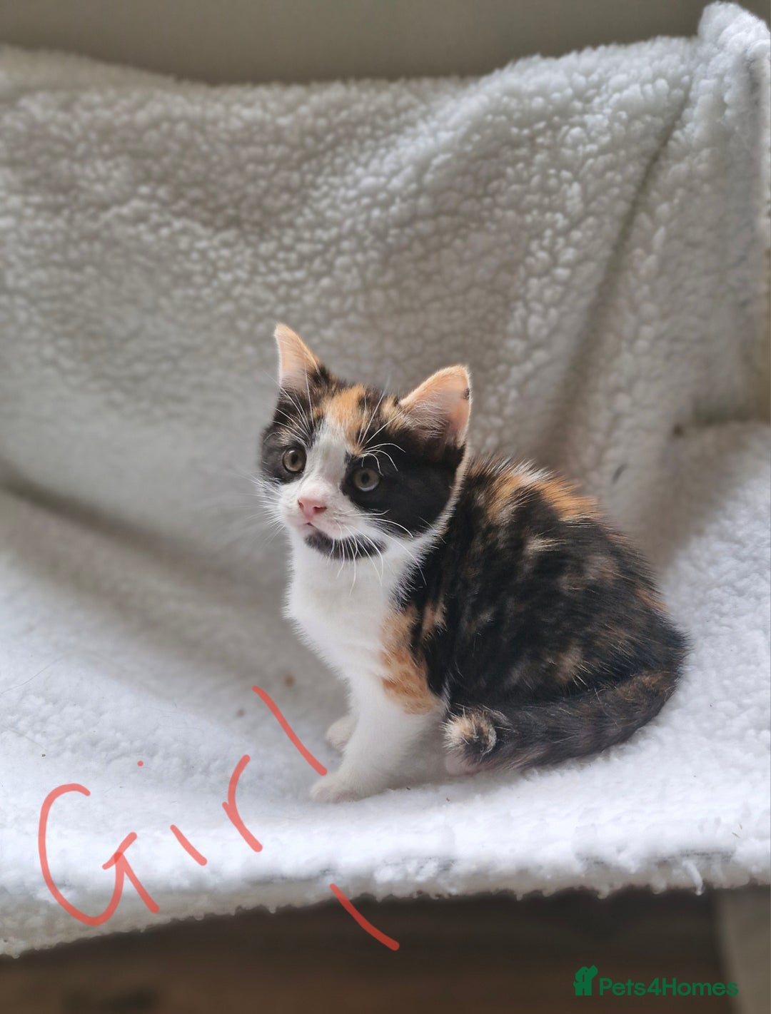 British Longhair cats for sale: 3 female bsh cross  - Image 3
