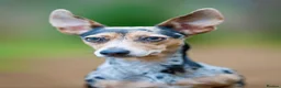 Jackshund dogs for sale: Jack Russell X dachshund for sale - Advert 13