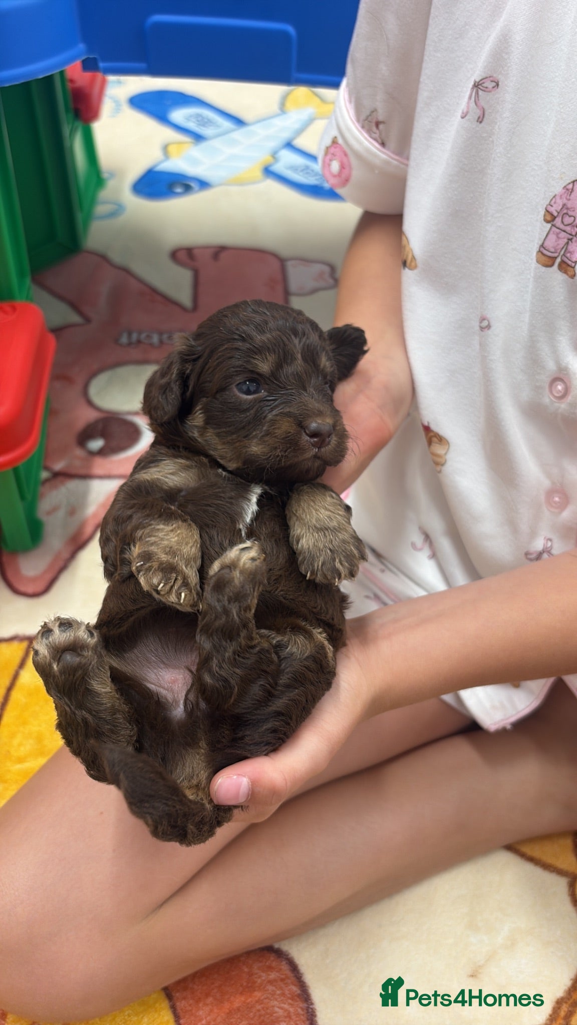 Cockapoo dogs Two girl left available cockapoo puppies - Advert 1