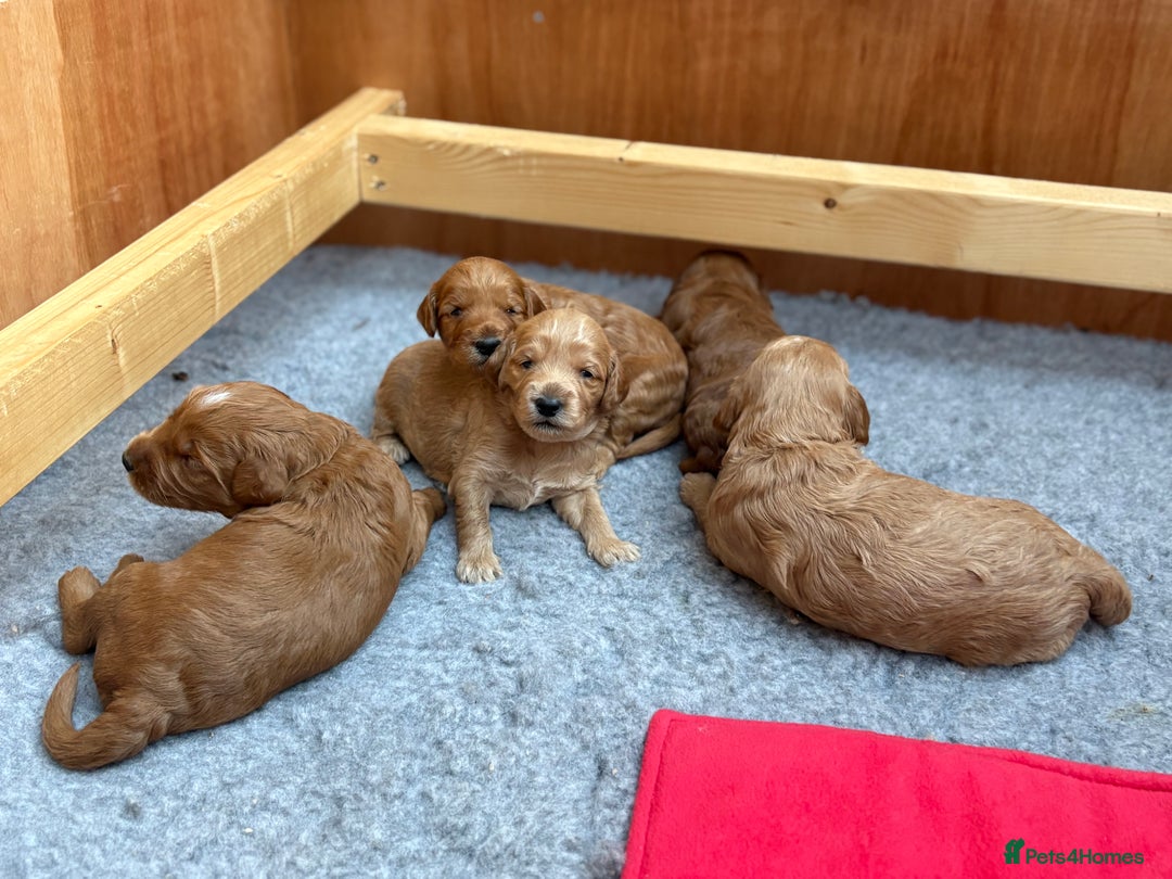 Goldendoodle dogs for sale: Stunning F2B Goldendoodles - Image 26