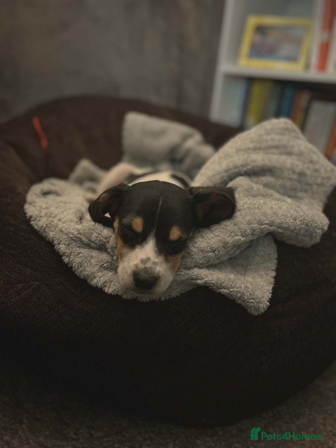 Beagle dogs for sale: 11 Week Old Beagle (Female)  - Advert 4