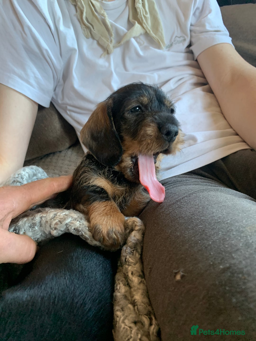 Dachshund dogs for sale: Standard wirehaired dachshund  - Advert 15