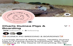 Guinea Pig rodents for sale: Multiple Baby Guinea Pigs for sale - Image 14