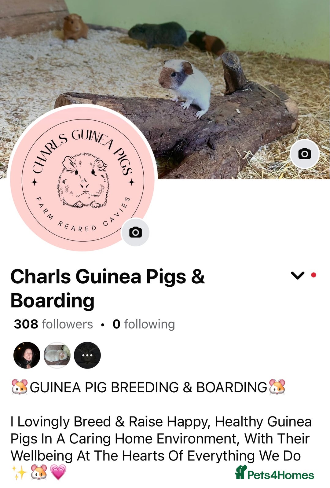 Guinea Pig rodents for sale: Multiple Baby Guinea Pigs for sale - Image 14