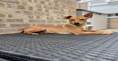 Mixed Breed dogs - Advert 12