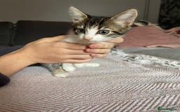 Mixed Breed cats for sale: 2 beautiful kittens for sale  - Image 2