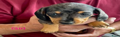 Miniature Dachshund Puppy 3