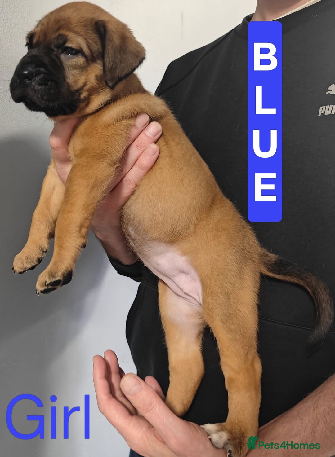 Mixed Breed dogs for sale: Dogue de Bordeaux cross presa canario  - Advert 13