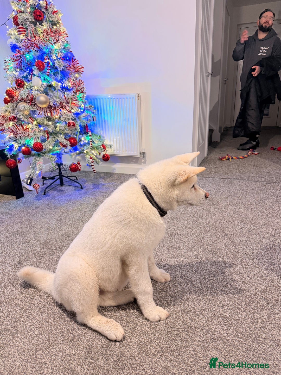 Akita dogs for sale: Hello, meet Hatchi - Advert 6