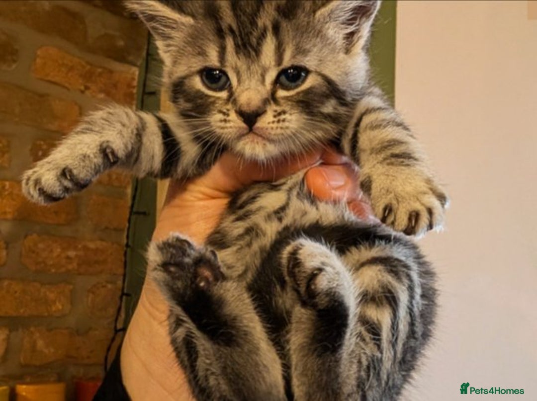 British Shorthair cats for sale: GCCF British Shorthair Silver Tabby Kittens - Image 3
