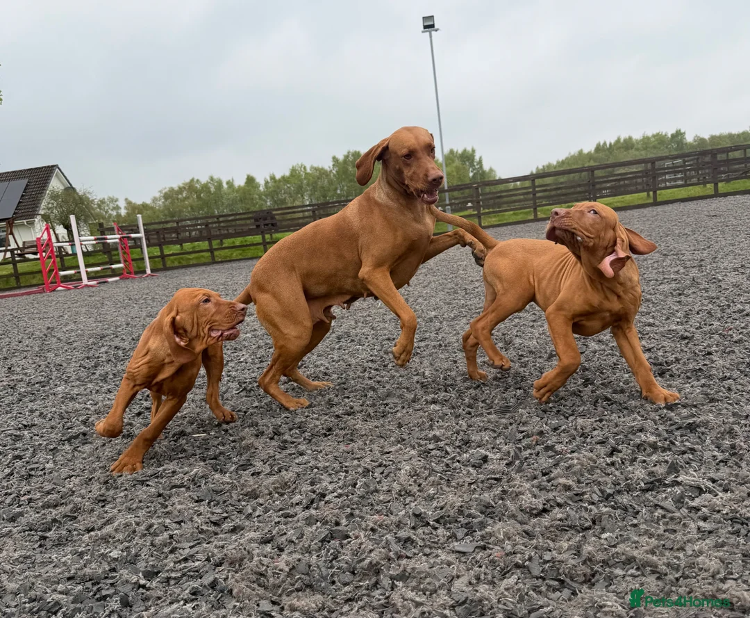 Hungarian Vizsla dogs for sale: KC reg, ready to go now.  - Advert 1