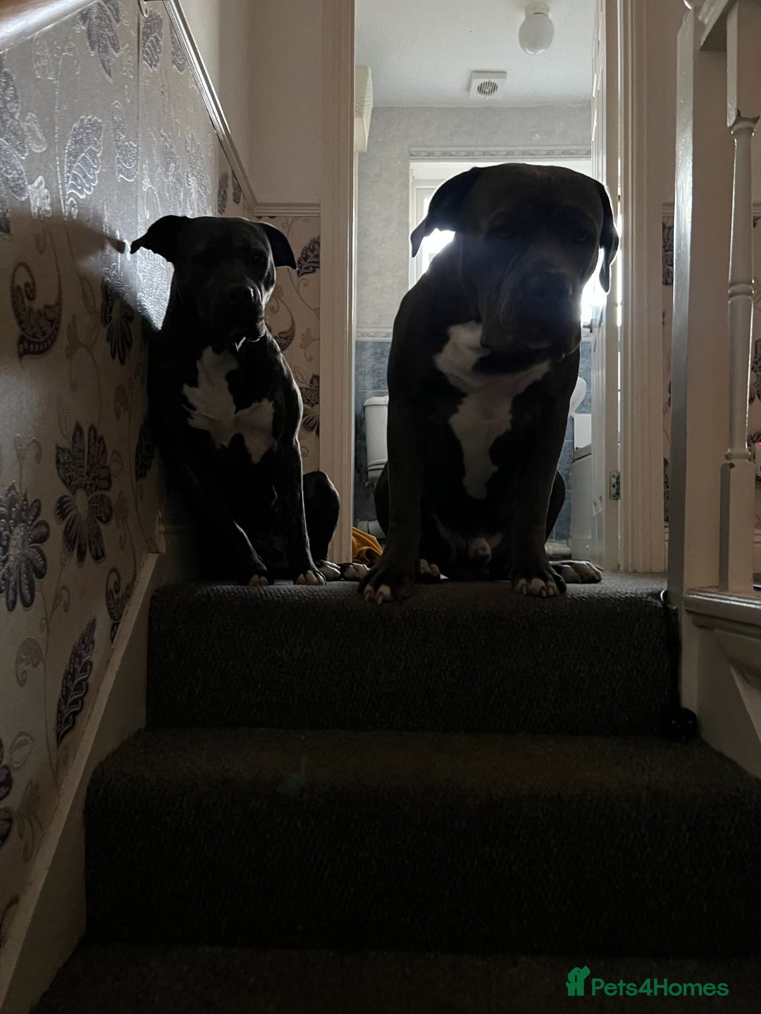 Mixed Breed dogs for sale: Cane corso x staff puppies  - Image 12