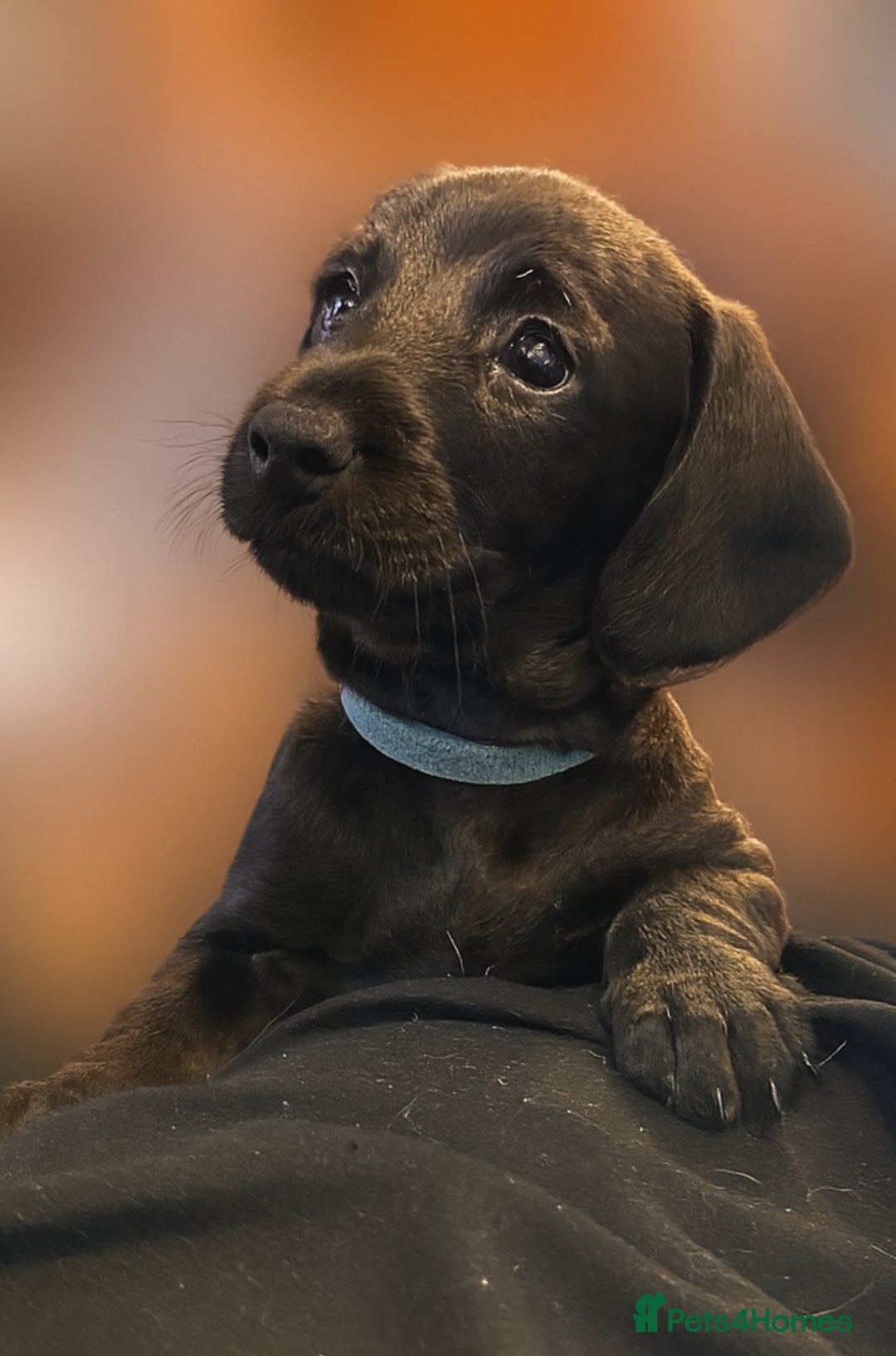 Mixed Breed dogs for sale: 1 Beautiful DoxiPoo Boy left!  - Image 28