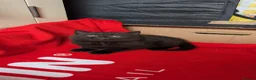 British Longhair cats for sale: Beautiful British Shorthair & Longhair Kittens 🐾 - Advert 10
