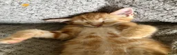 Mixed Breed cats for sale: Kittens for sale  in Hungerford - Advert 19