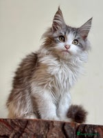 Maine Coon cats Maine Coon kittens - Advert 4