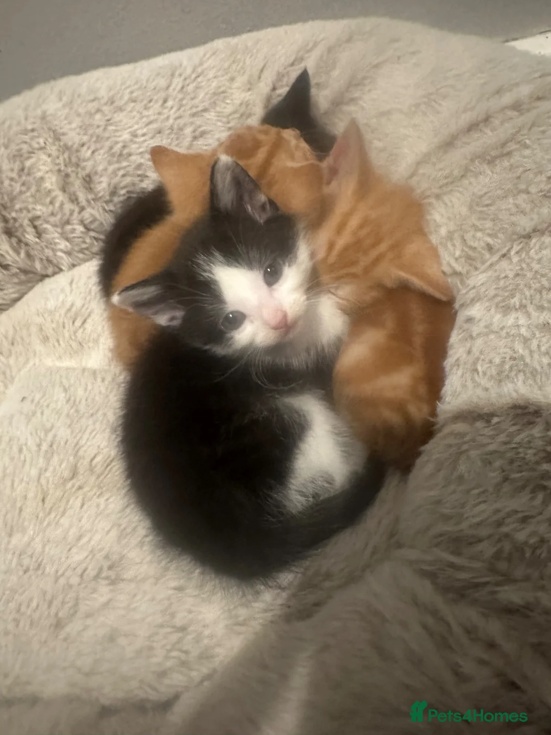Domestic Shorthair cats for sale: 4 beautiful kittens looking for their home.  - Advert 17