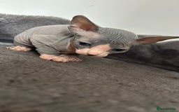 Sphynx cats for sale: Amazing colour Sphynx - Image 18