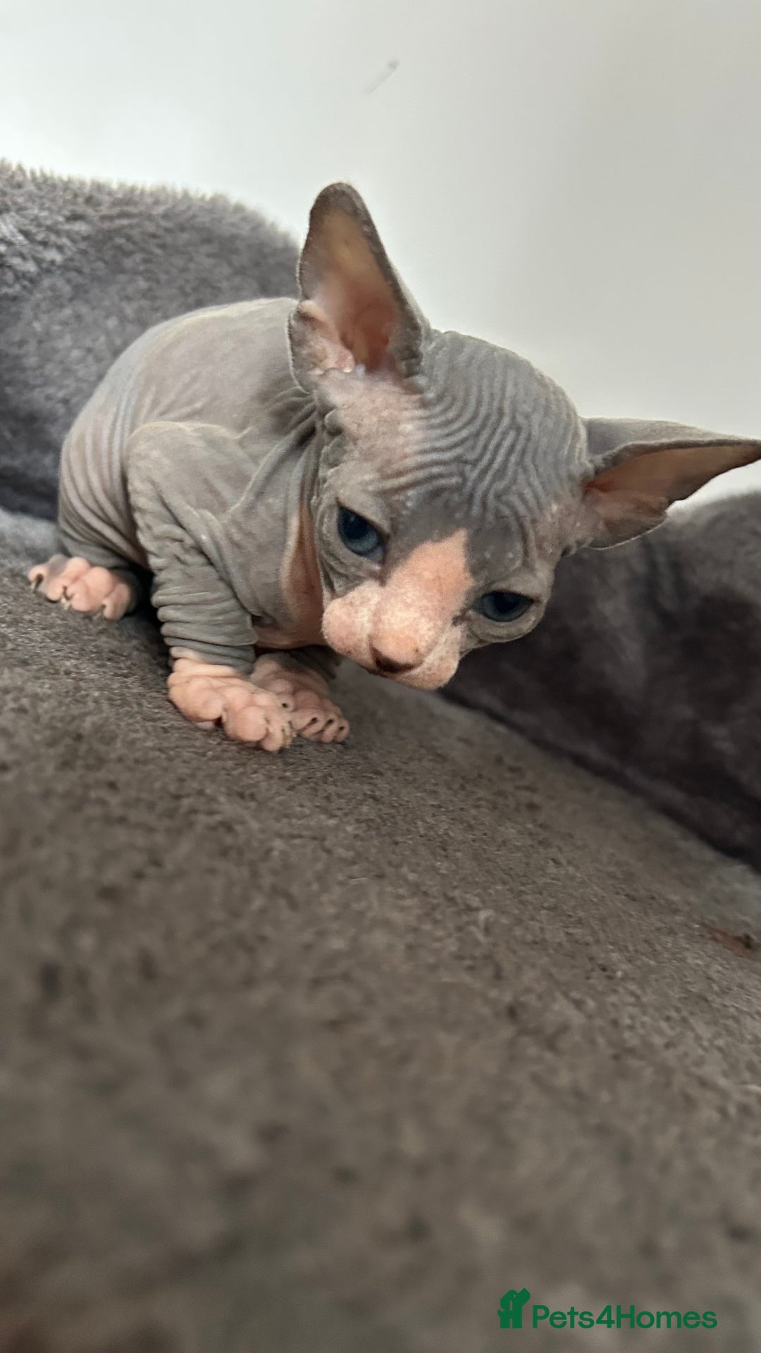 Sphynx cats for sale: Amazing colour Sphynx - Image 18