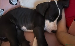 Great Dane dogs for sale: Kc reg female Great Dane 5 months old  - Advert 3