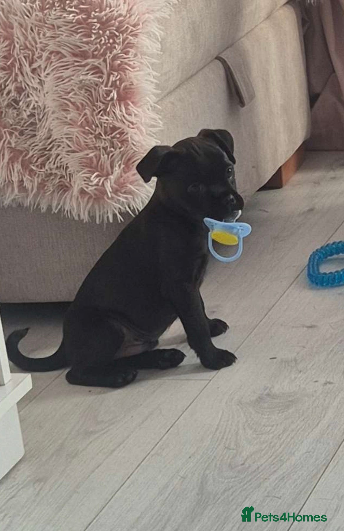 Mixed Breed dogs Adorable PugX puppies last boy available  - Advert 2