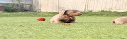 Miniature Dachshund dogs for sale: Beautiful miniature babies  - Advert 24