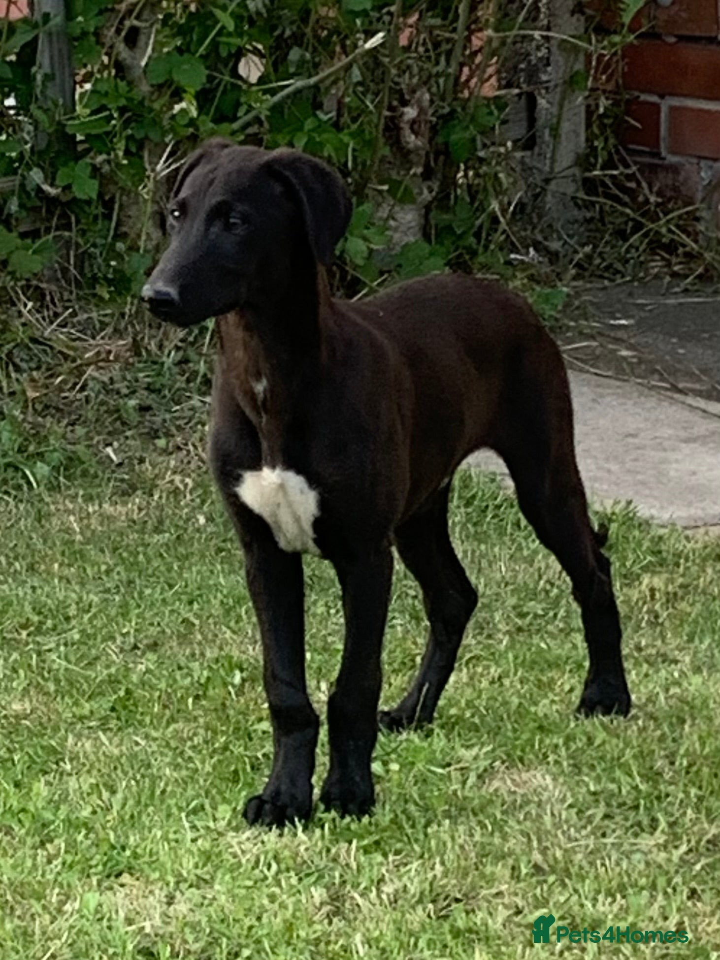 Lurcher dogs First cross saluki greyhounds  - Advert 6