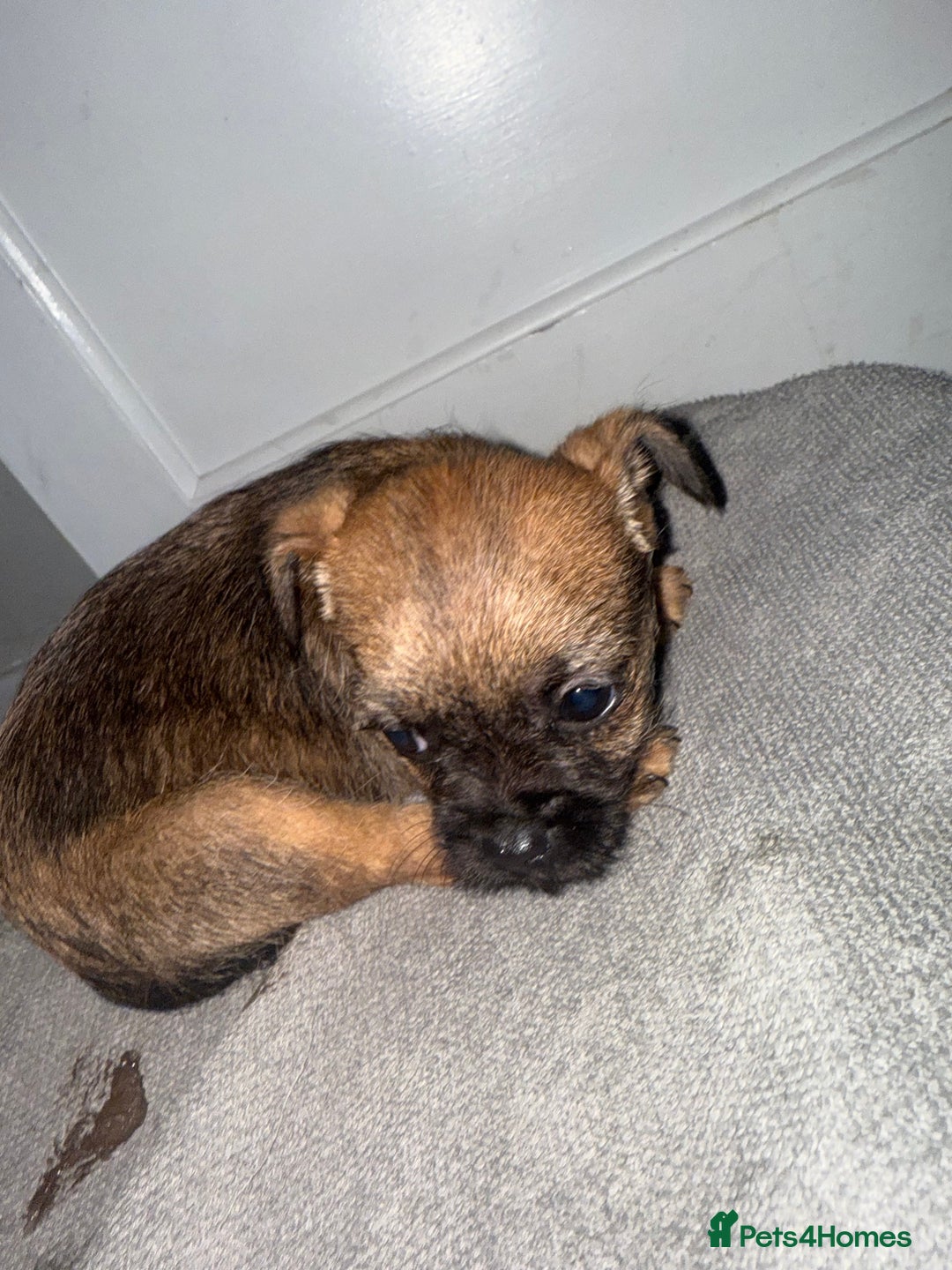 Border Terrier dogs for sale: Border terrier puppies  - Advert 3